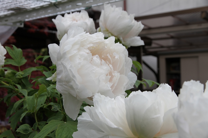20100423_013