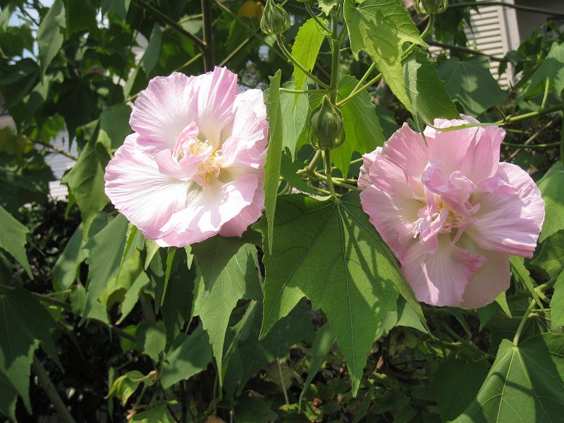 20100825_002 (1)