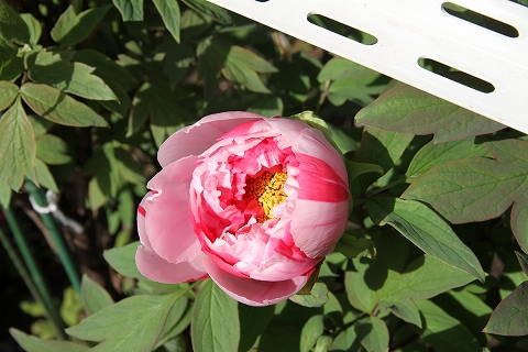 20100414_032