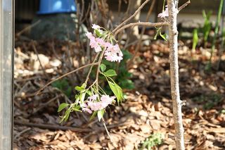 20110412_007