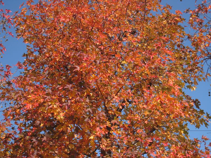 20111120_008