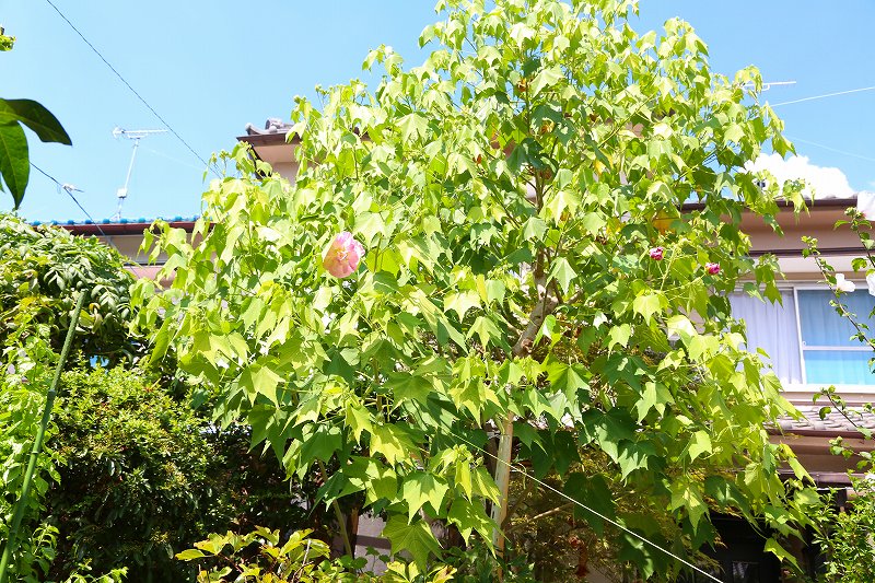 20120826_006