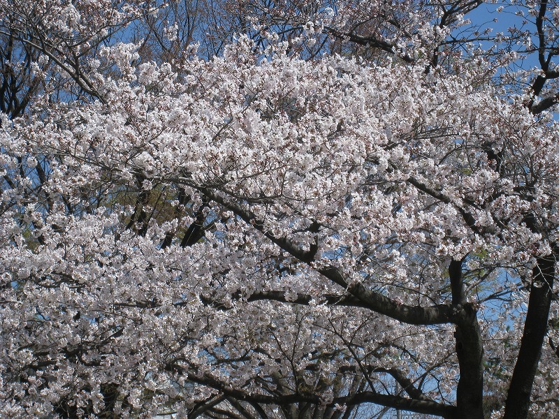 IMG_0114