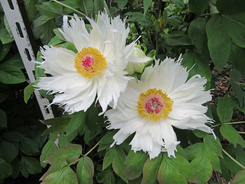 20180418_003