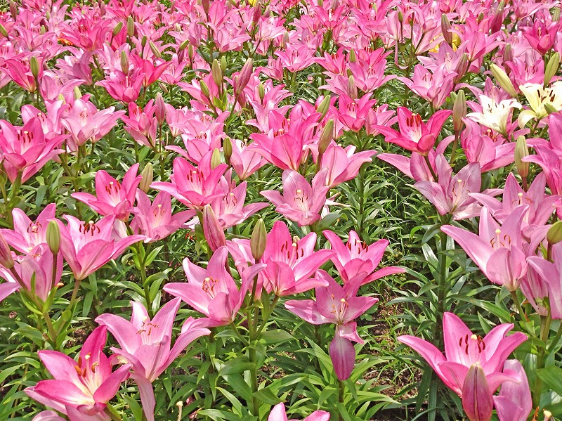 20160606_007