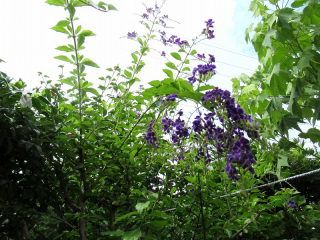 20250715_004 (1)